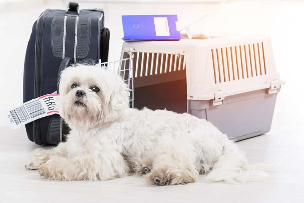 exporting pets to overseas